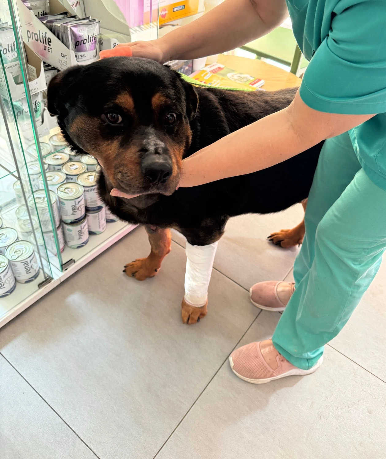 Hund im Glück e. V. – Tierschutzverein – Hund Daniel