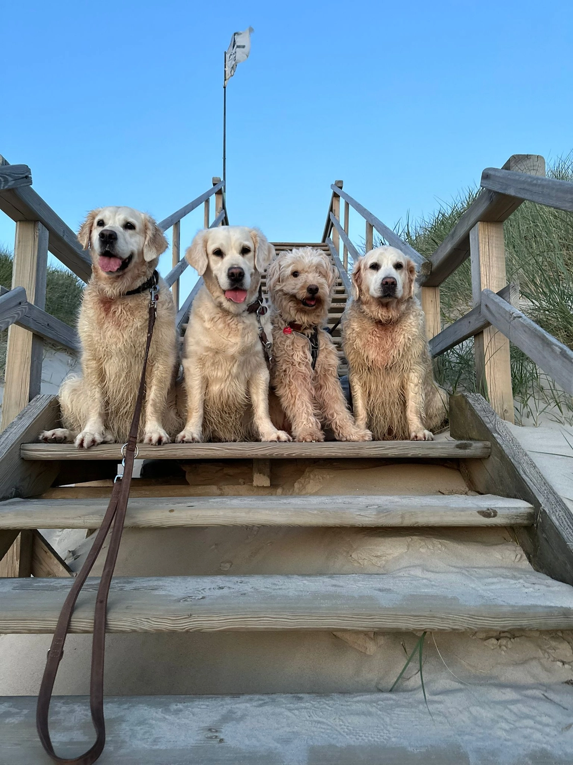 Hund im Glück e. V. – Tierschutzverein – Hunde