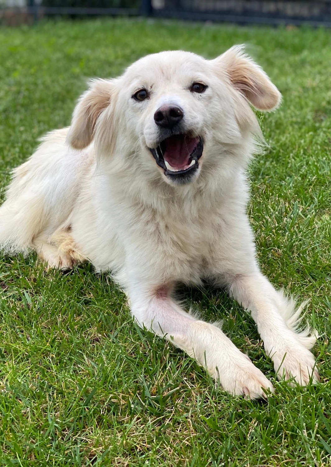 Hund im Glück e. V. – Tierschutzverein – Hund