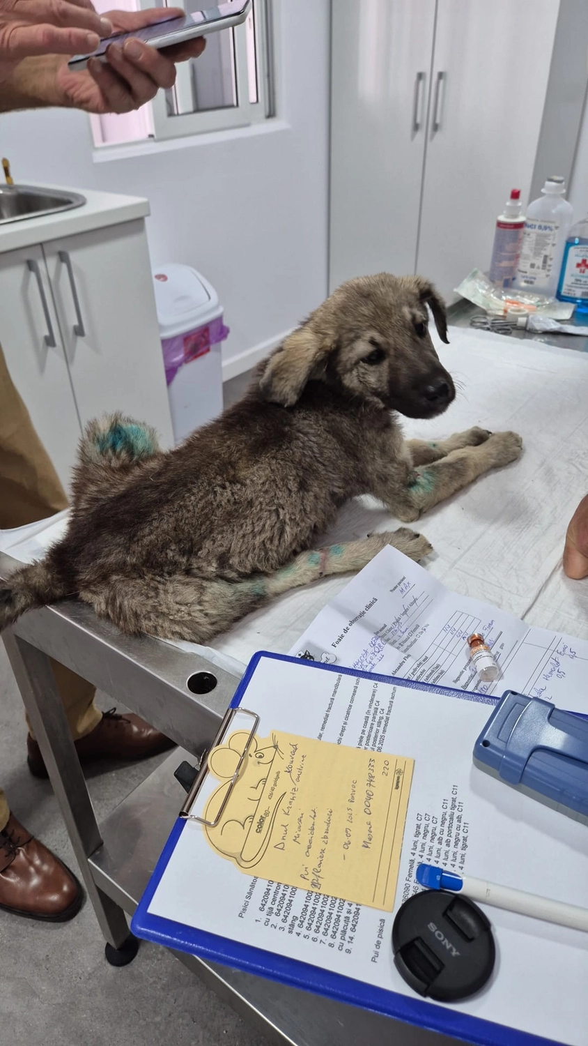 Hund im Glück e. V. – Tierschutzverein – Hund