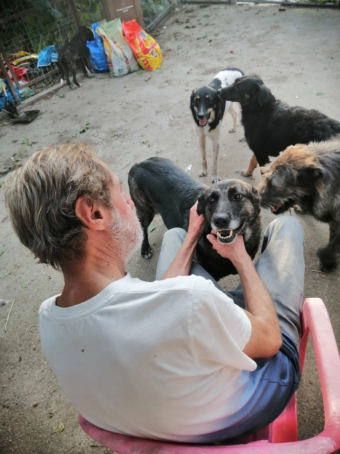 Hund im Glück e. V. – Tierschutzverein – Hunde