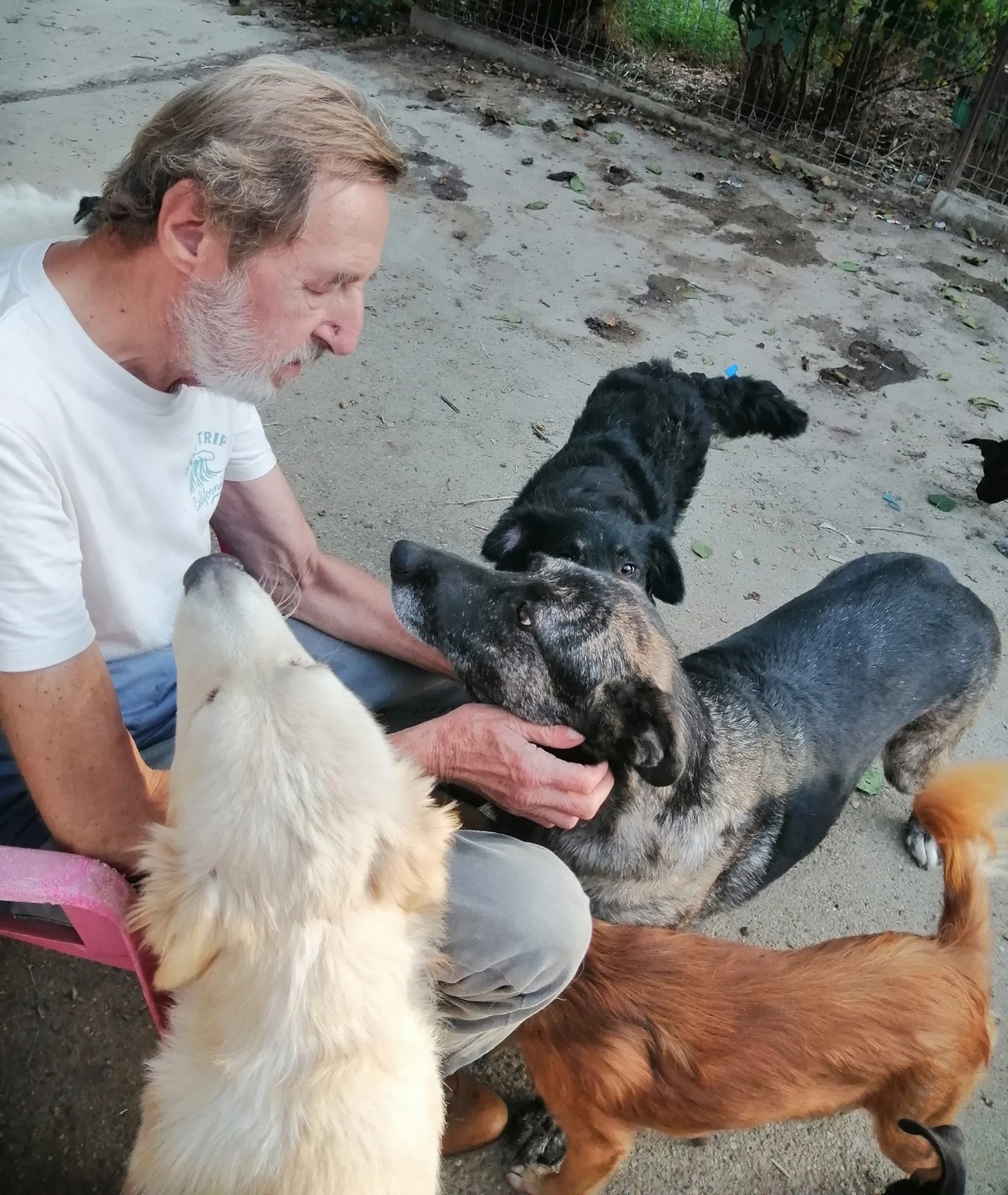 Hund im Glück e. V. – Tierschutzverein – Hunde