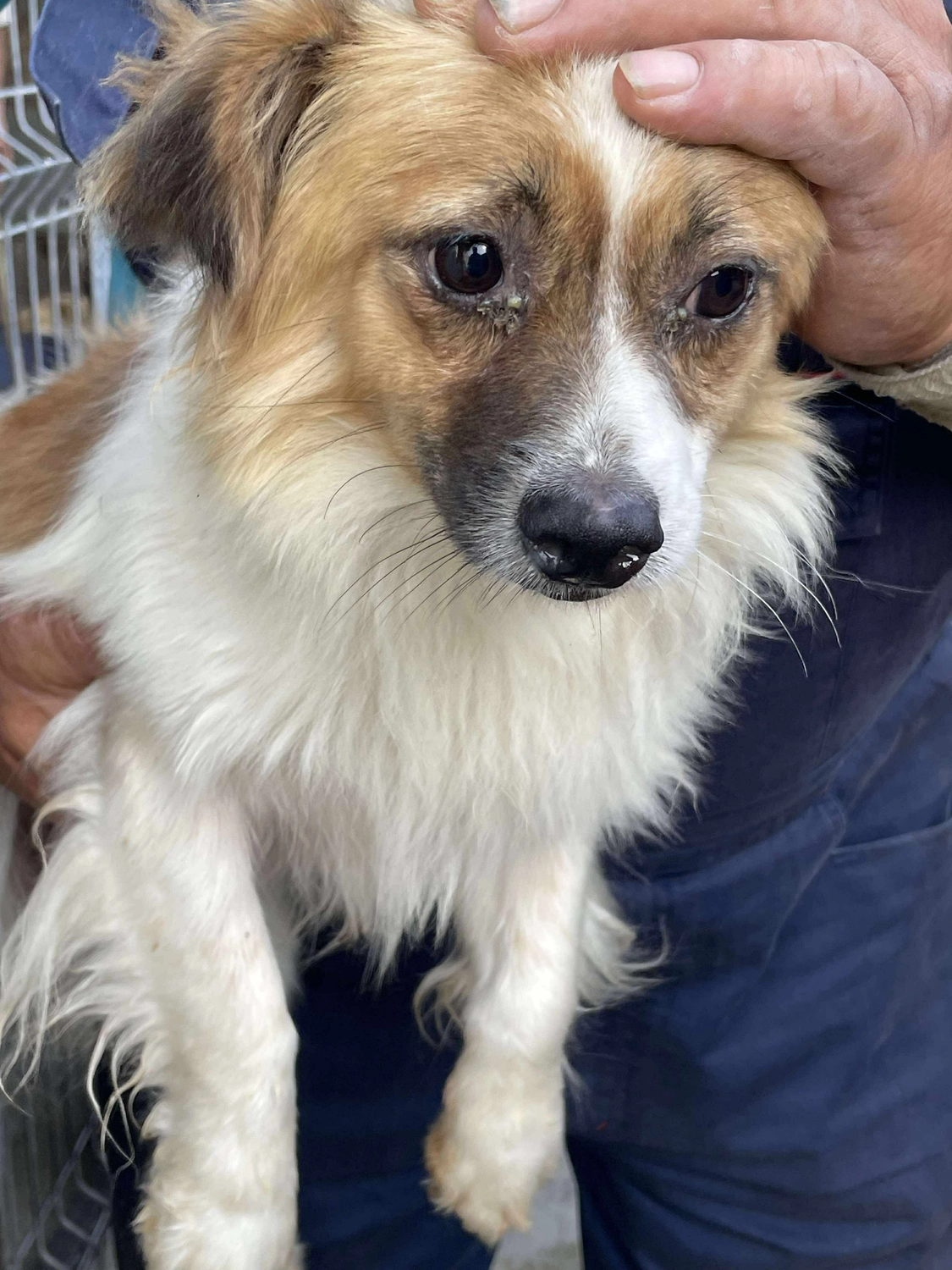 Hund im Glück e. V. – Tierschutzverein – Hund Cooper