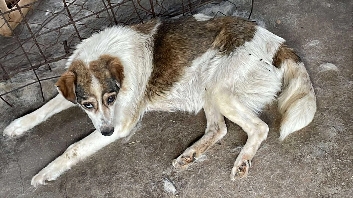 Hund im Glück e. V. – Tierschutzverein – Hund Angel