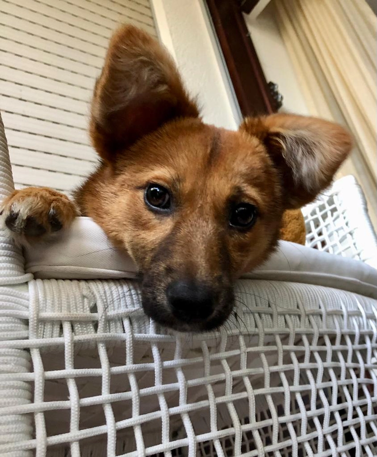 Hund im Glück e. V. – Tierschutzverein – Hund