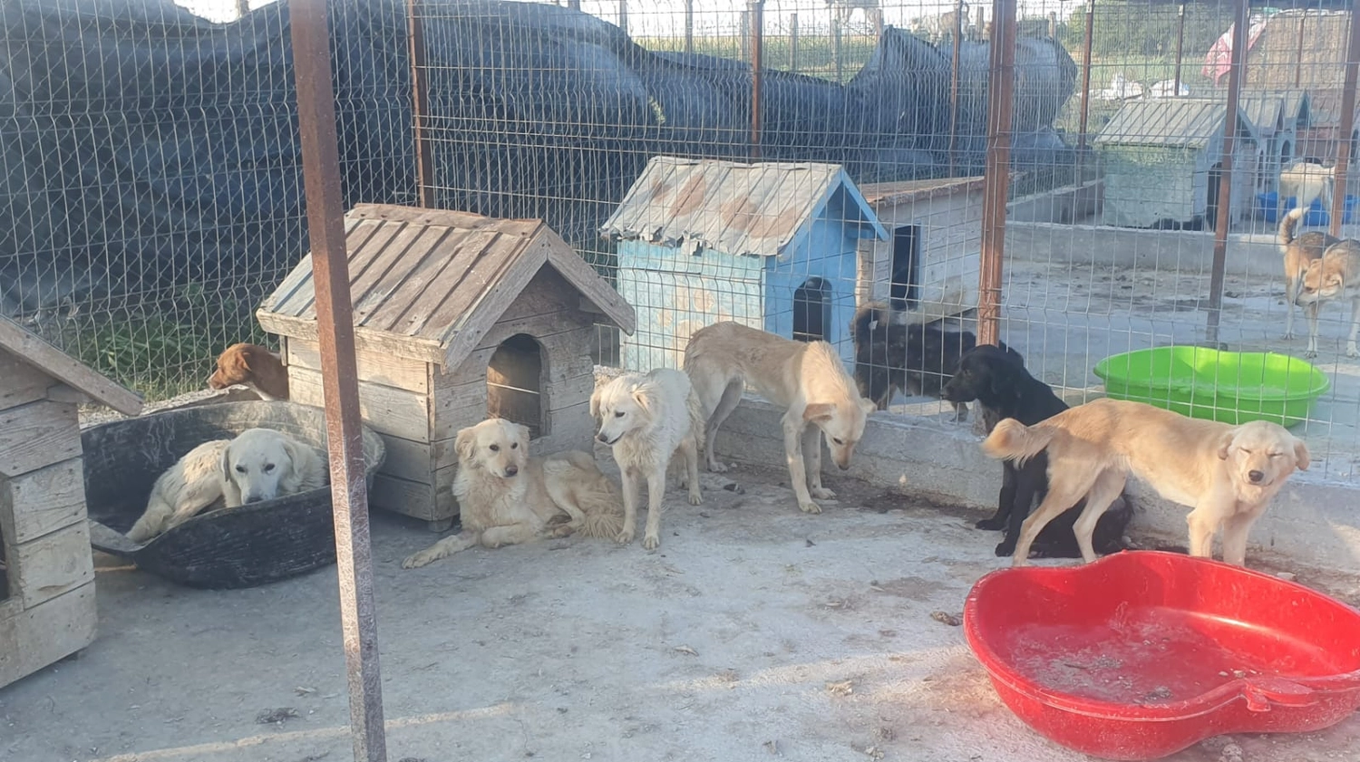 Hund im Glück e. V. – Tierschutzverein – Hunde