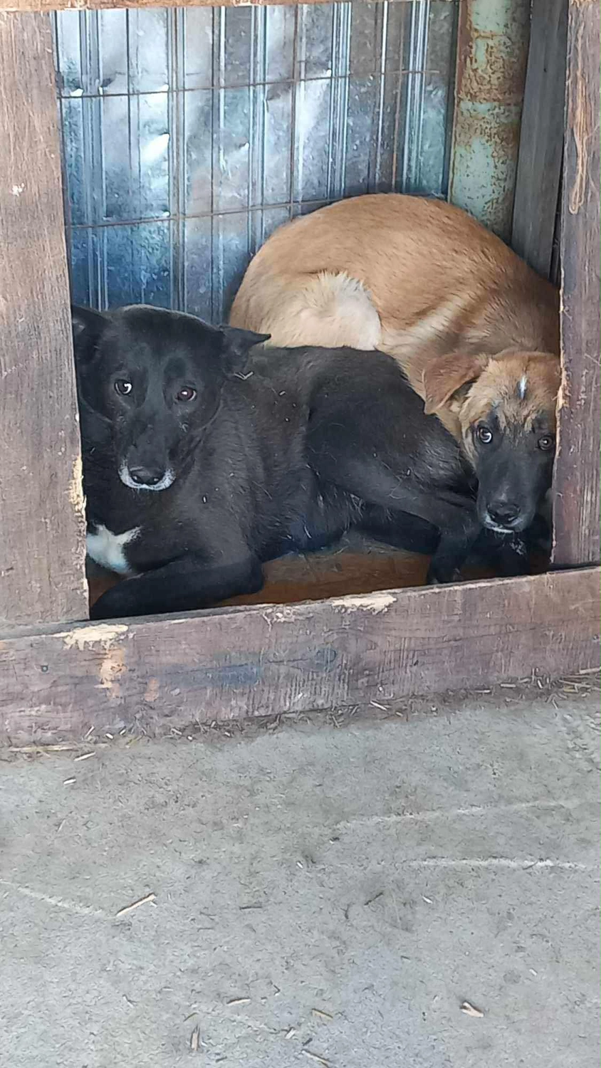Hund im Glück e. V. – Tierschutzverein – Hunde