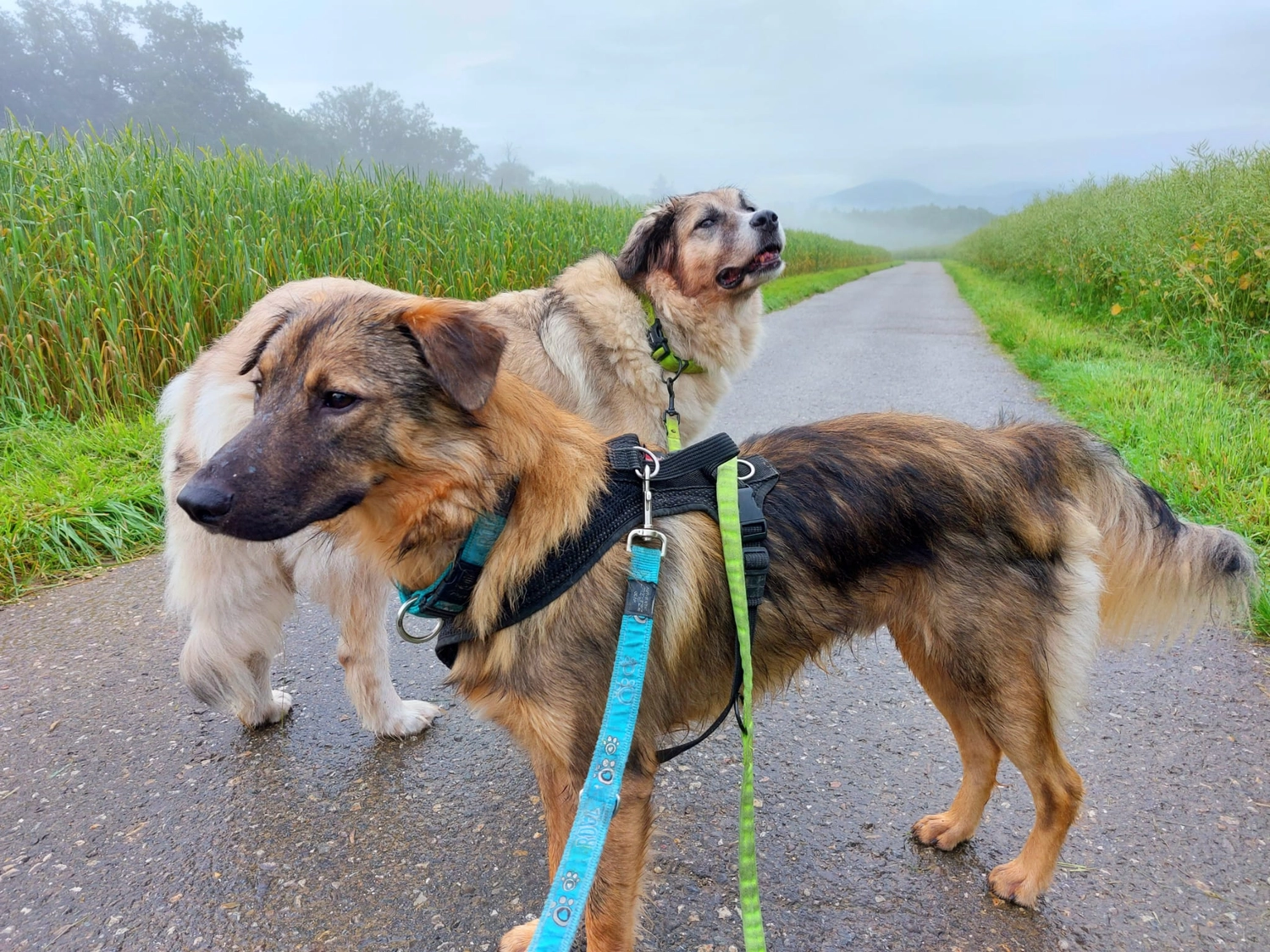 Hund im Glück e. V. – Tierschutzverein – Hunde