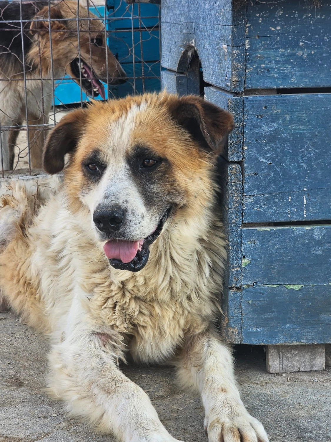 Hund im Glück e. V. – Tierschutzverein – Hund BUBU