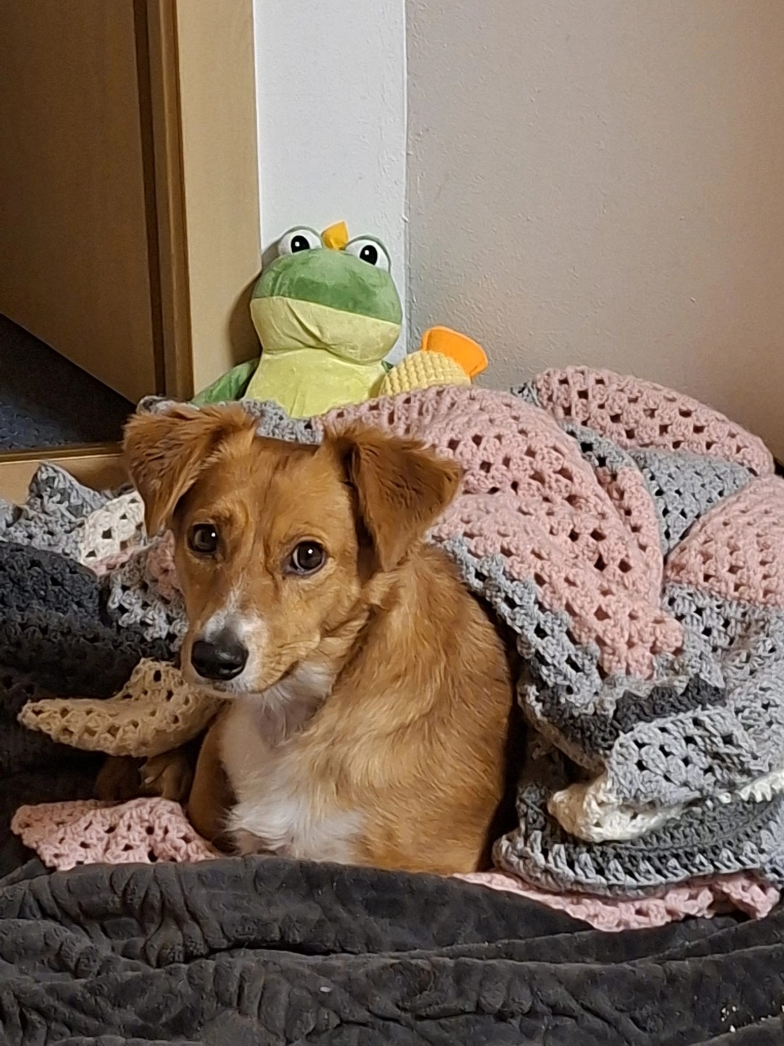 Hund im Glück e. V. – Tierschutzverein – Hund