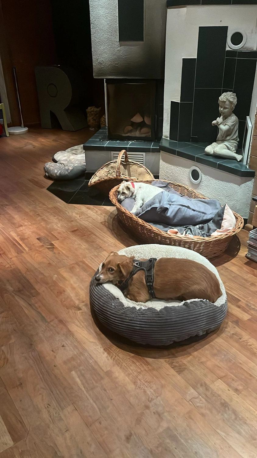 Hund im Glück e. V. – Tierschutzverein – Hunde