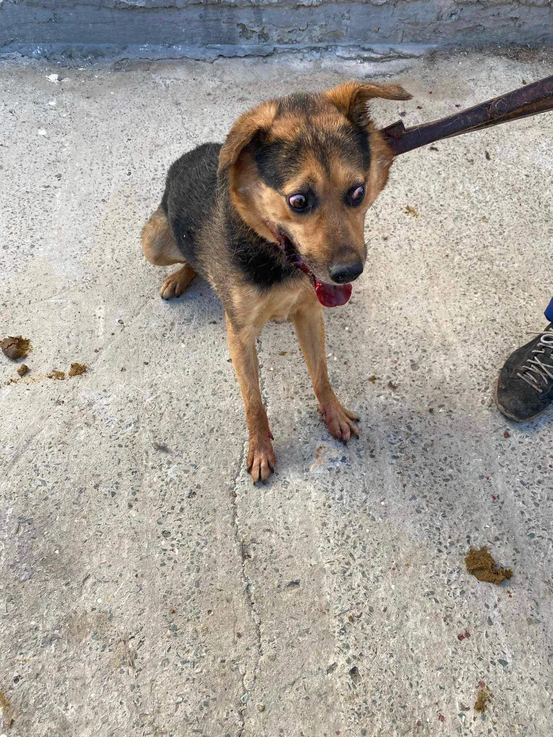 Hund im Glück e. V. – Tierschutzverein – Hund
