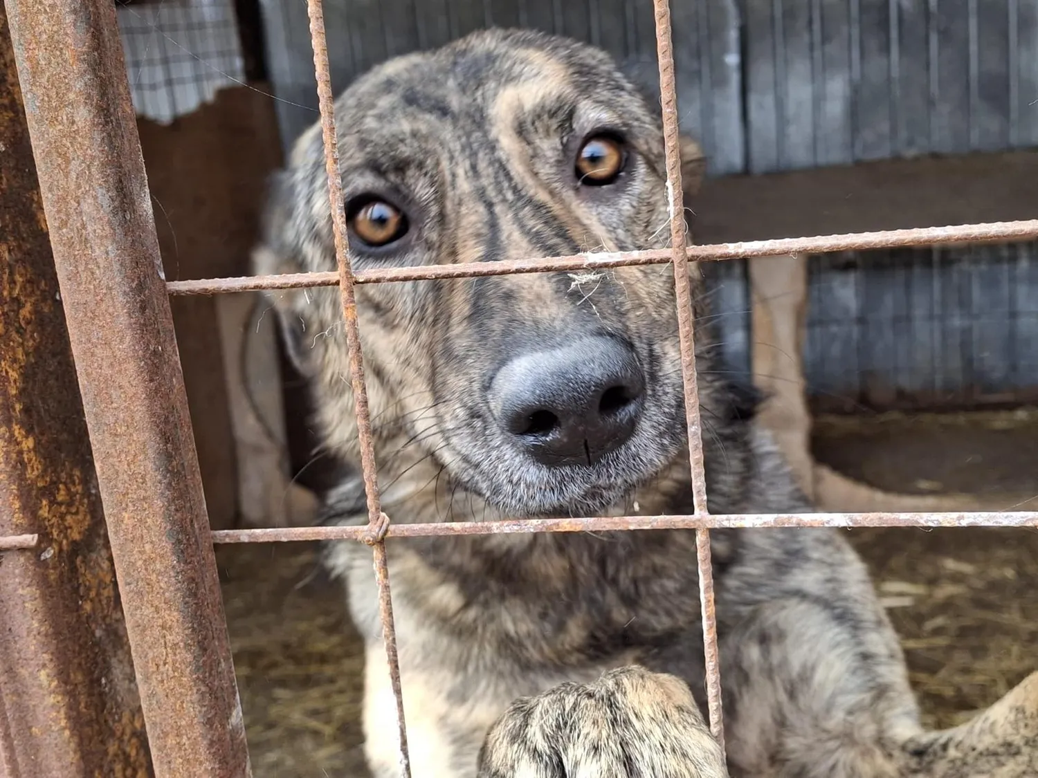 Hund im Glück e. V. – Tierschutzverein – Hund