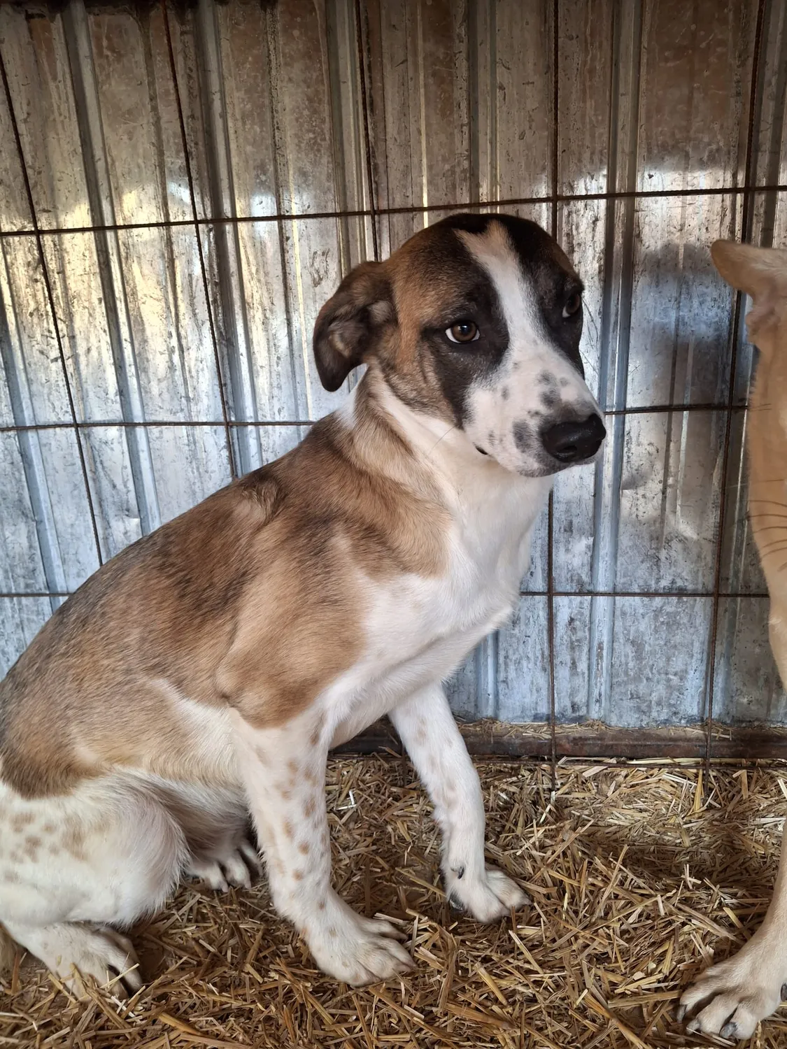 Hund im Glück e. V. – Tierschutzverein – Hund