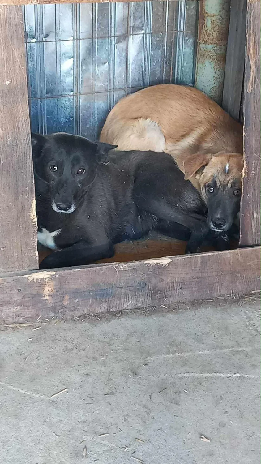 Hund im Glück e. V. – Tierschutzverein – Hunde