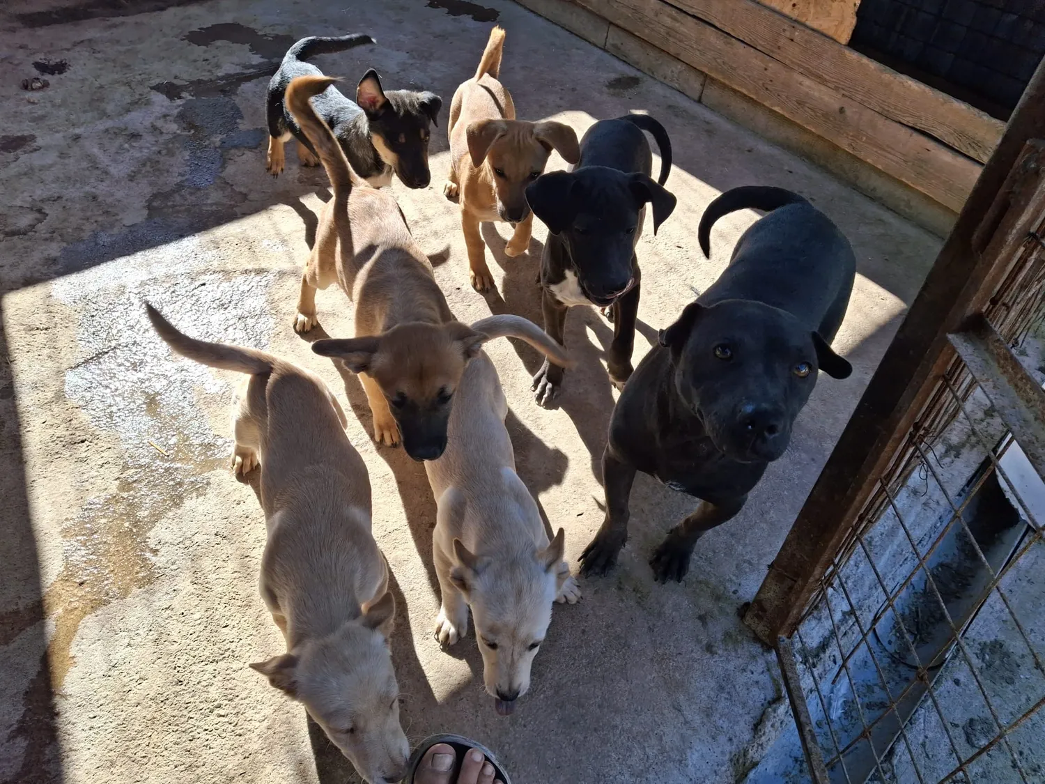 Hund im Glück e. V. – Tierschutzverein – Hunde