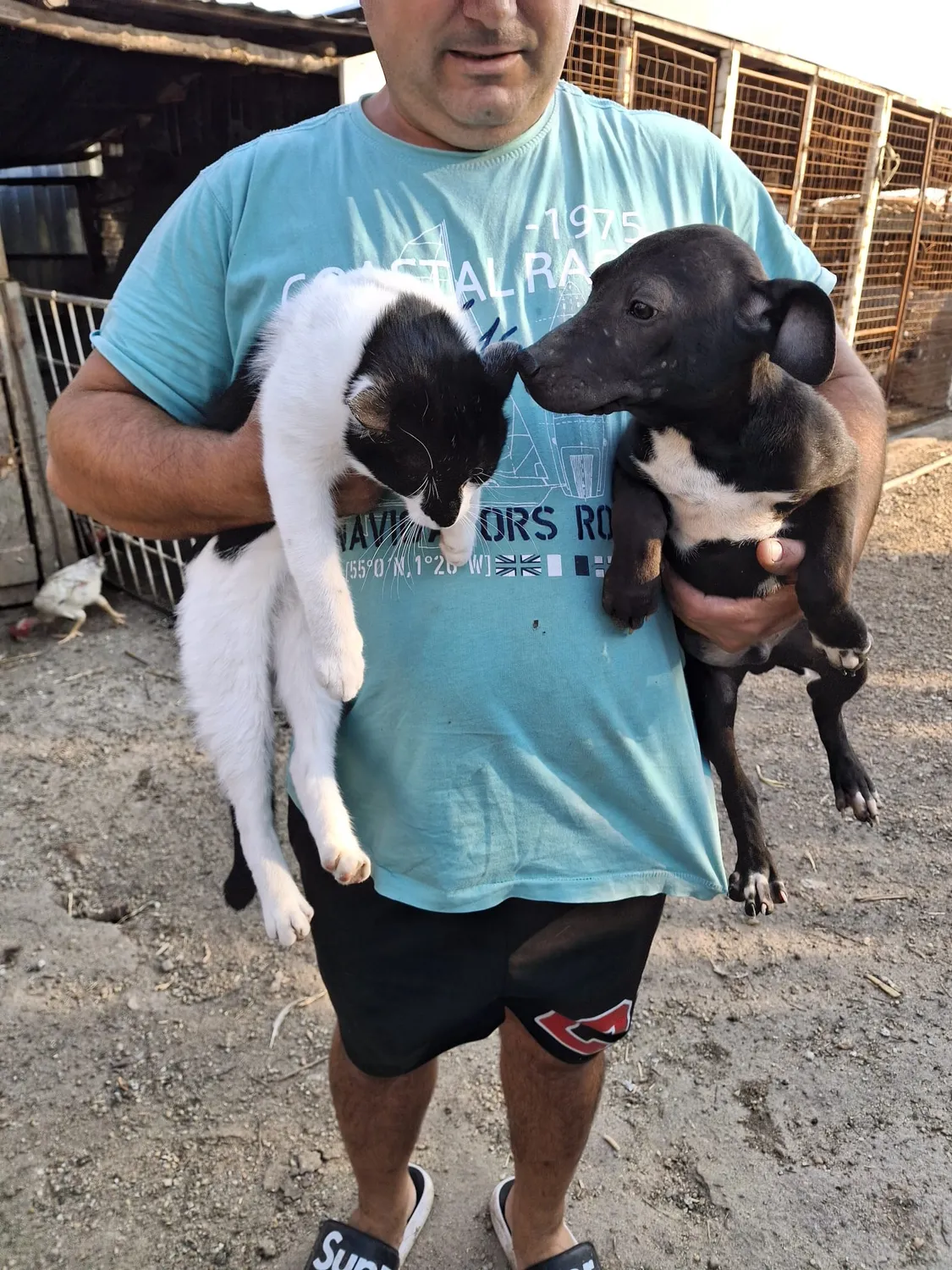 Hund im Glück e. V. – Tierschutzverein – Katze und Welpe