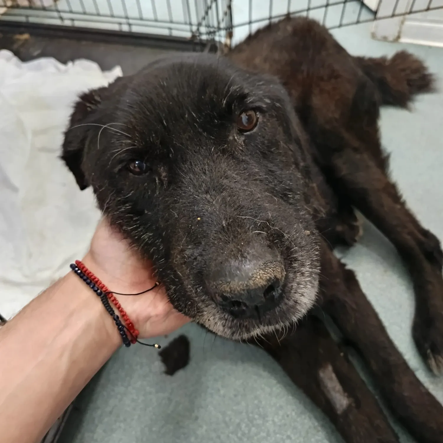 Hund im Glück e. V. – Tierschutzverein – Hund Pablo
