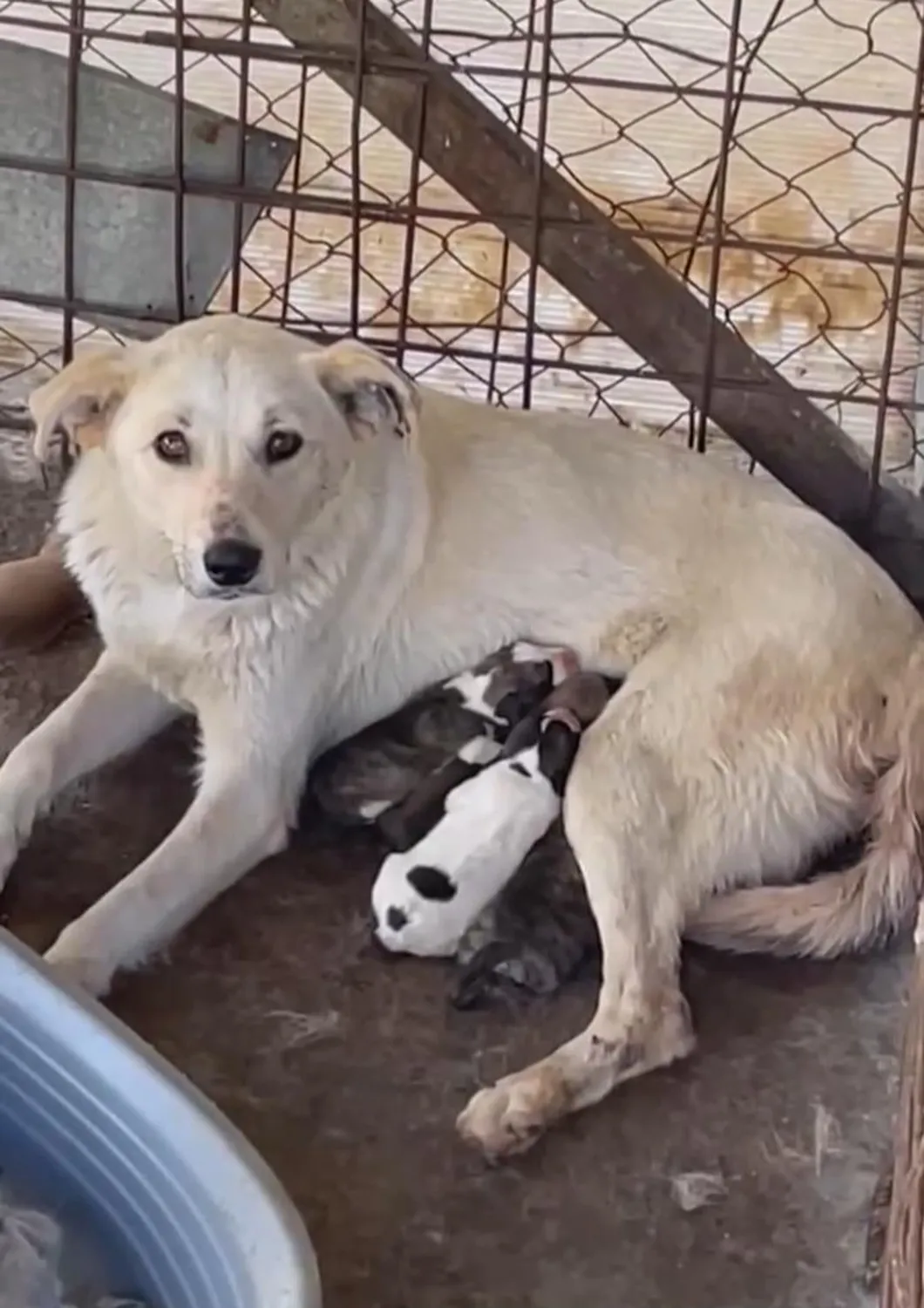 Hund im Glück e. V. – Tierschutzverein – Hundin