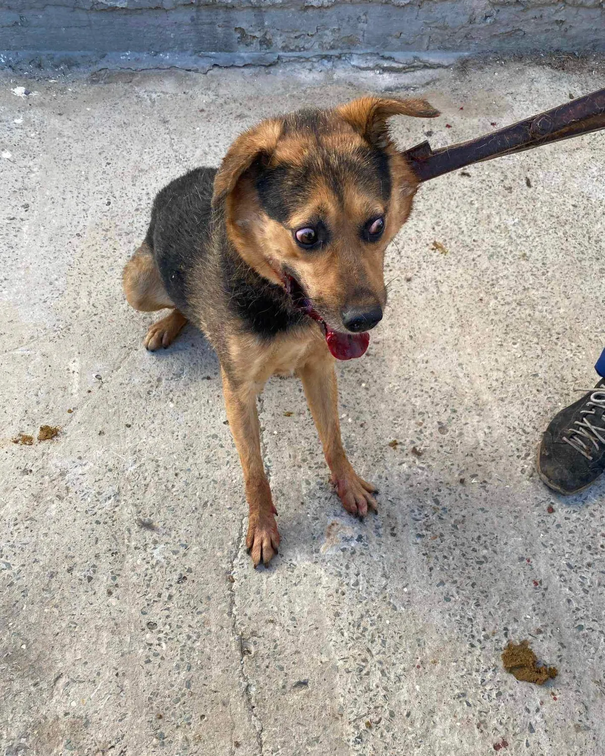 Hund im Glück e. V. – Tierschutzverein – Hund