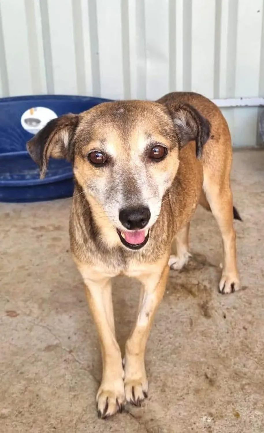 Hund im Glück e. V. – Tierschutzverein – Hund