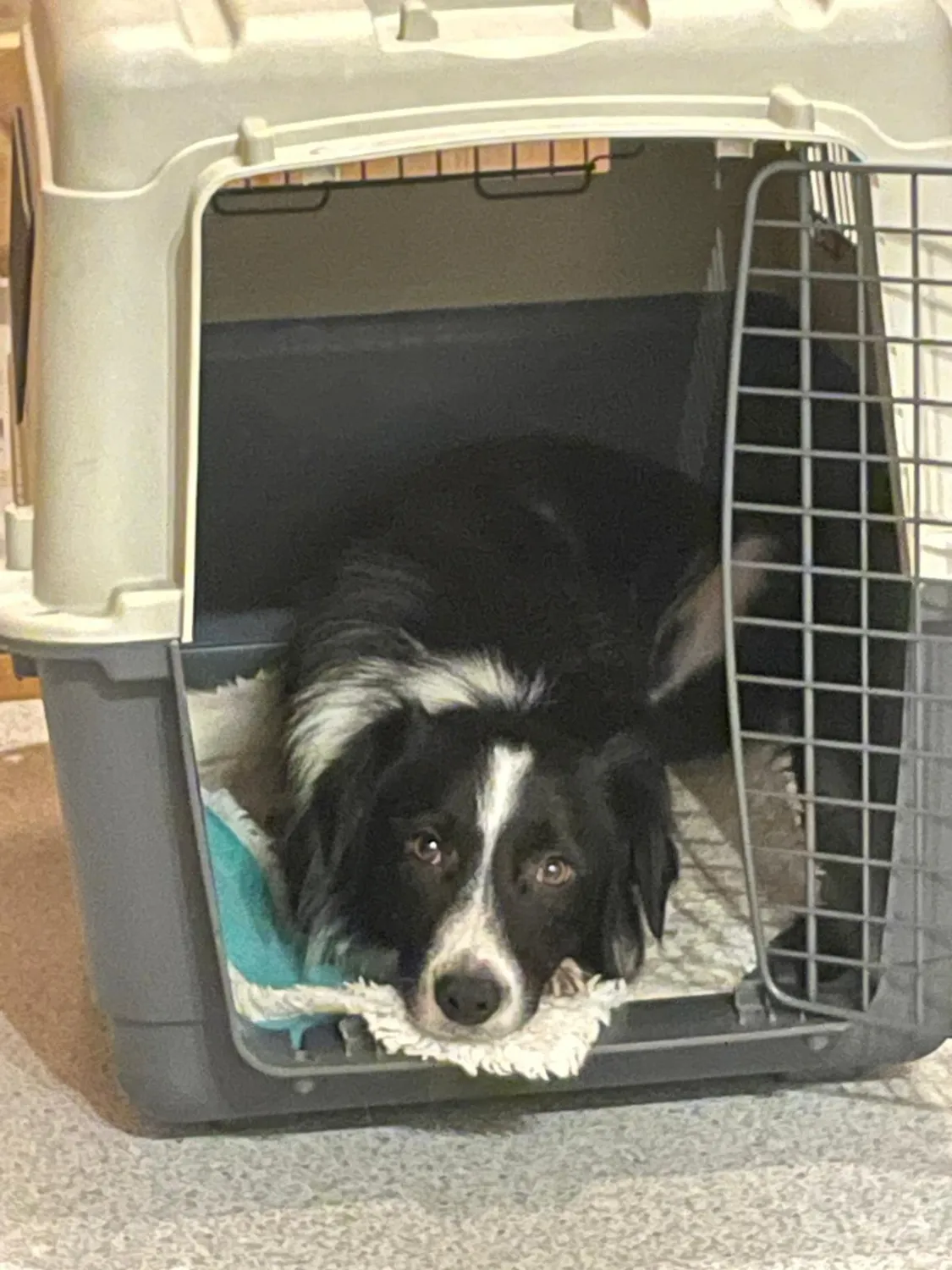 Hund im Glück e. V. – Tierschutzverein – Hunderettung