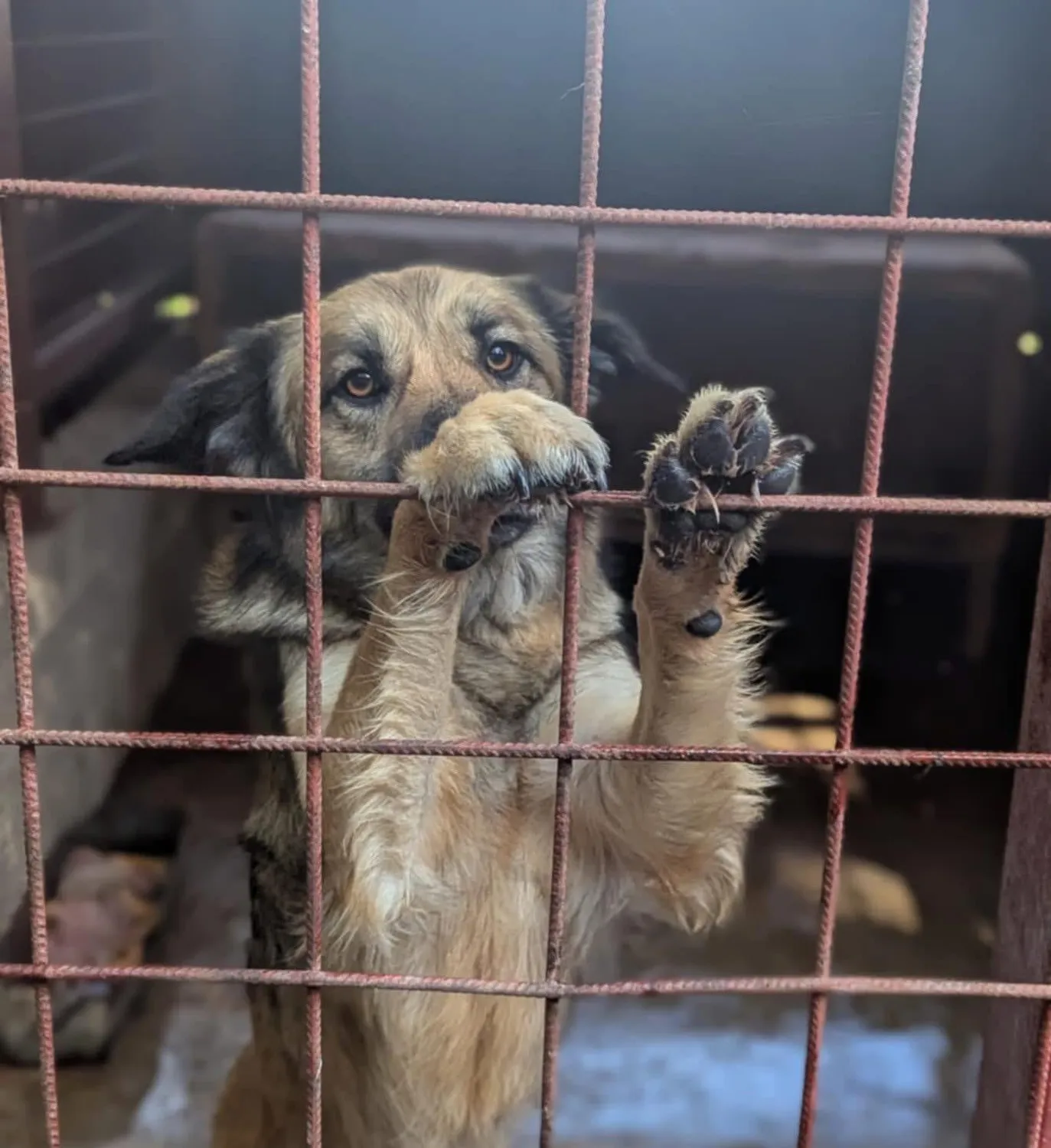 Hund im Glück e. V. – Tierschutzverein – Hund