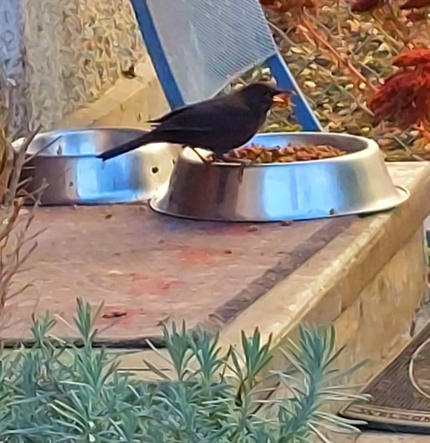 Hund im Glück e. V. – Tierschutzverein – Vogel auf dem Futternapf