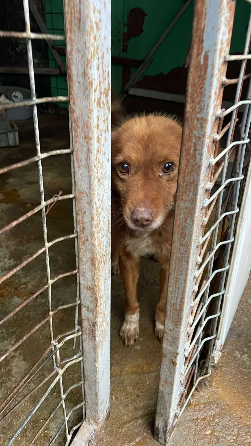 Hund im Glück e. V. – Tierschutzverein – Welpe