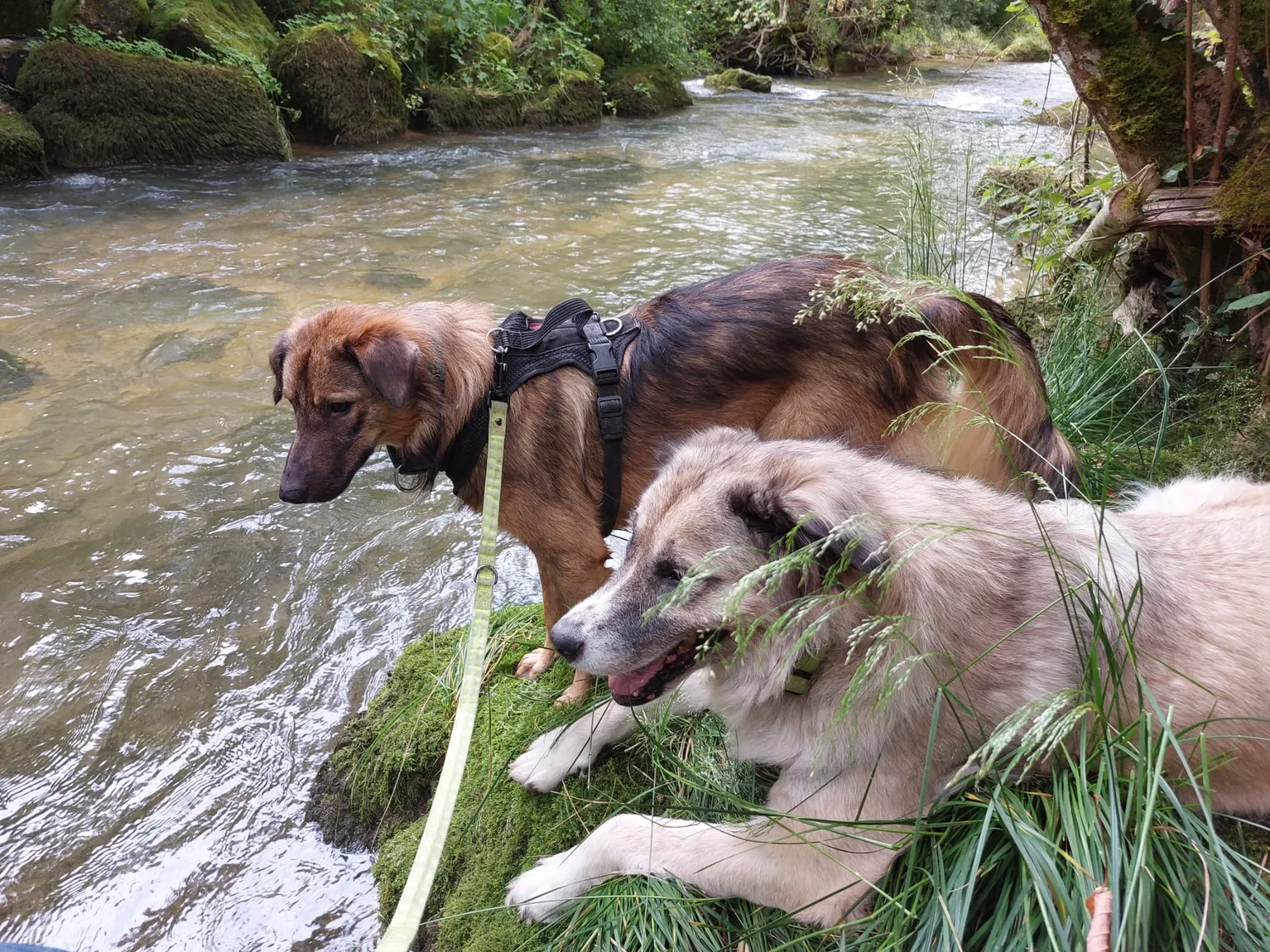 Hund im Glück e. V. – Tierschutzverein – Hunde LUNA & MUFFYN