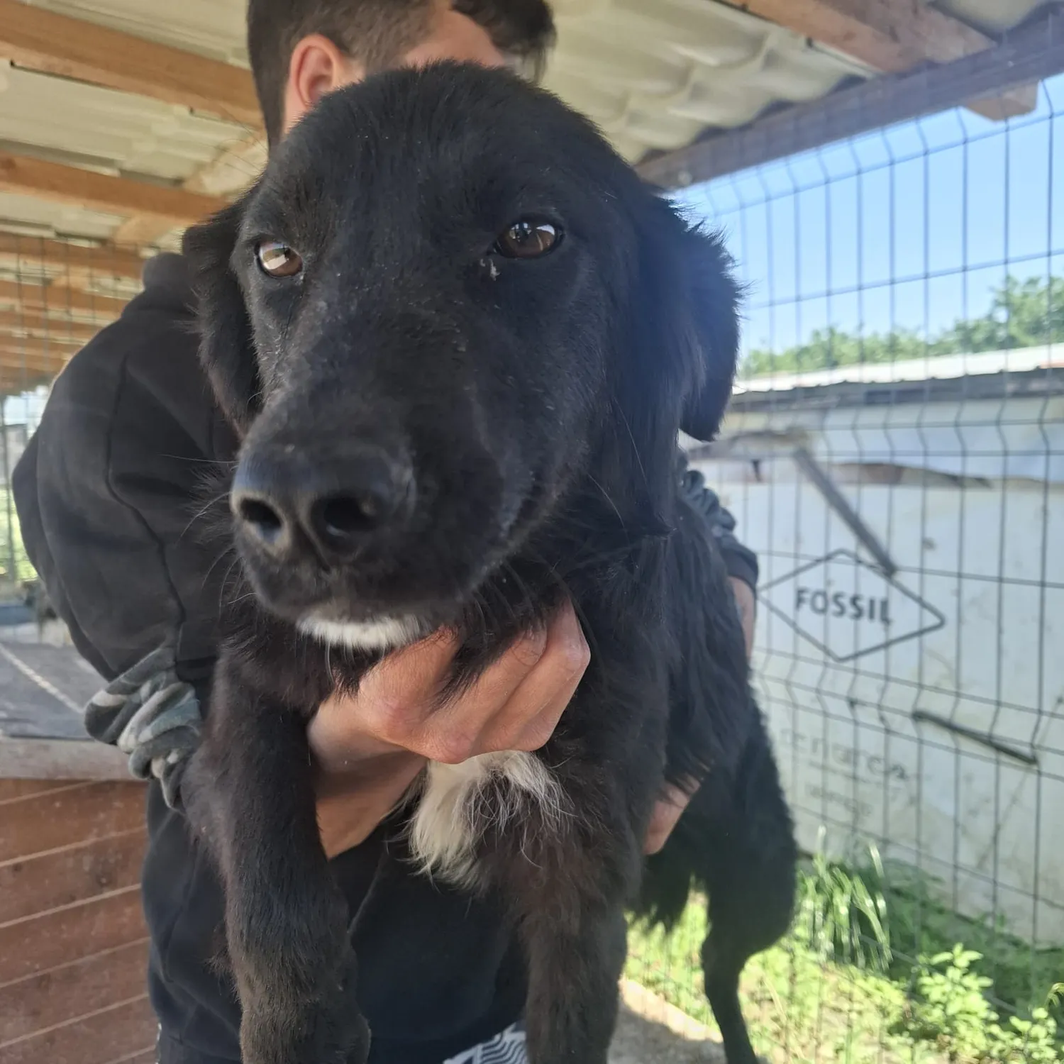 Hund im Glück e. V. – Tierschutzverein – Hund Meike