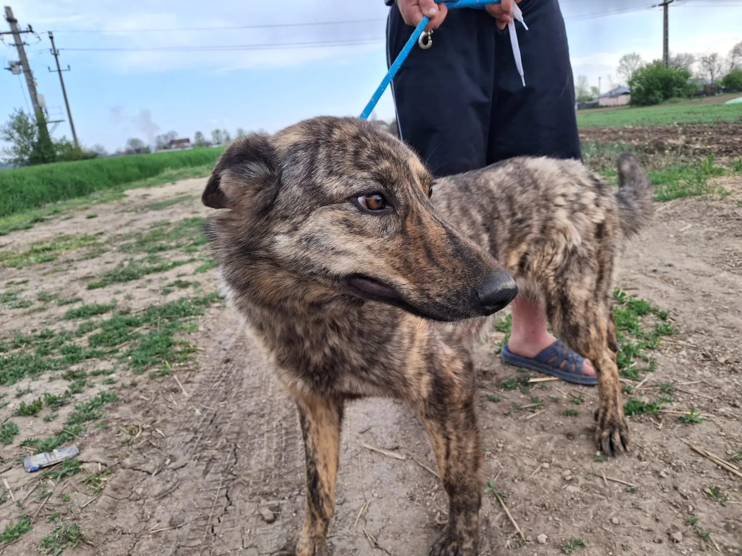 Hund im Glück e. V. – Tierschutzverein – Lyra