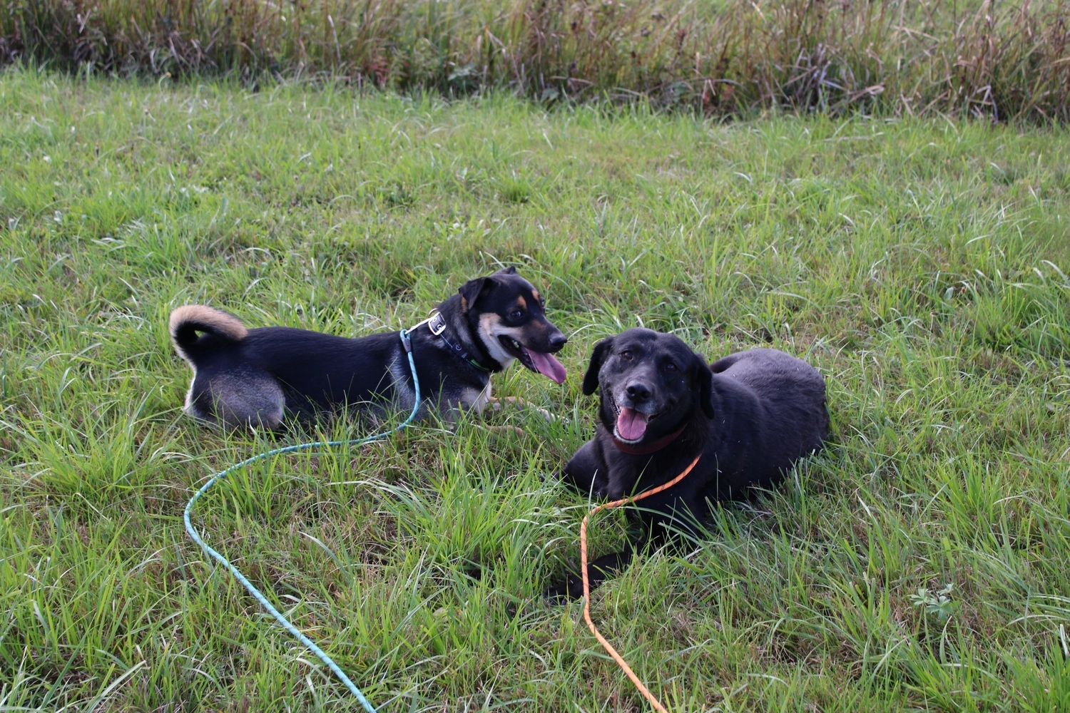 Hund im Glück e. V. – Tierschutzverein – Hunde